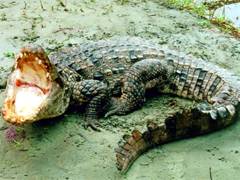 Крокодилы и специи