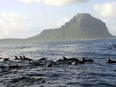 Дельфины у Маврикия
